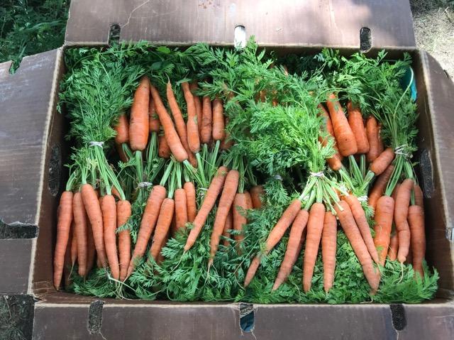 Crossroads Farm at Grossmann's - Deliciously deformed carrot