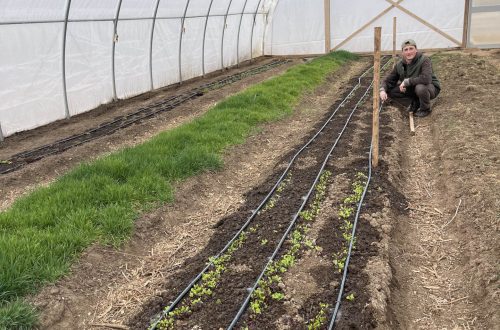 Man crouching near a row of crops inside a long hoop greenhouse