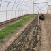 Man crouching near a row of crops inside a long hoop greenhouse