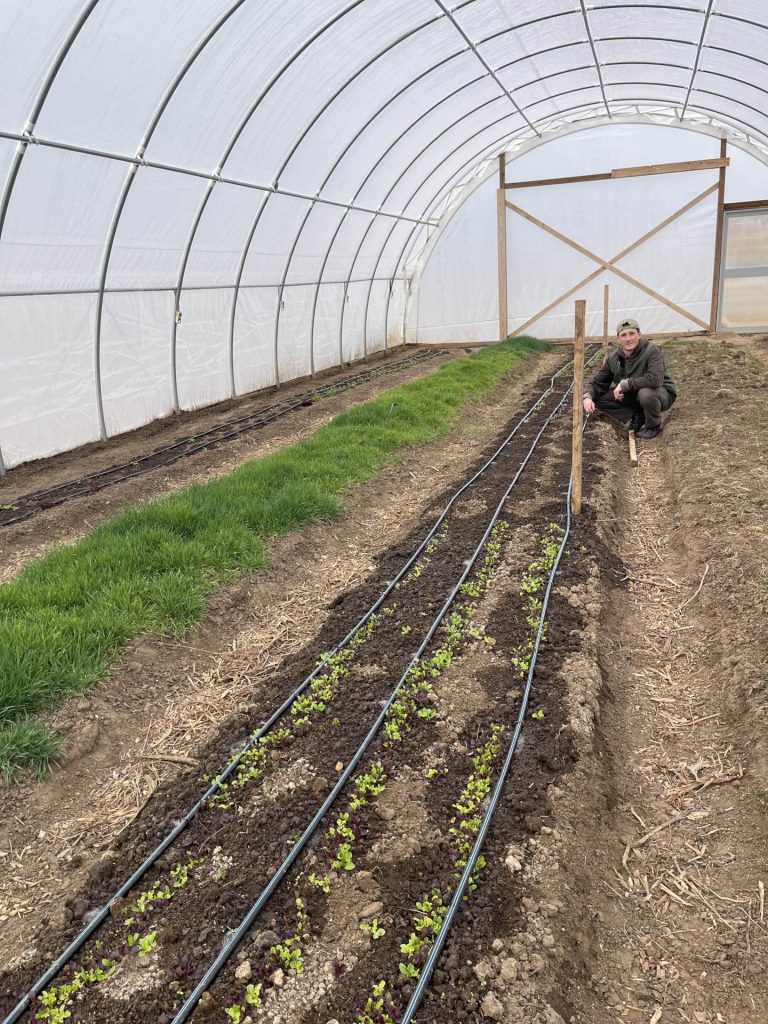 Man crouching near a row of crops inside a long hoop greenhouse